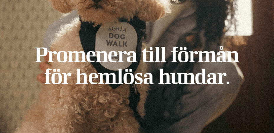 Promenera till förmån för hemlösa hundar.